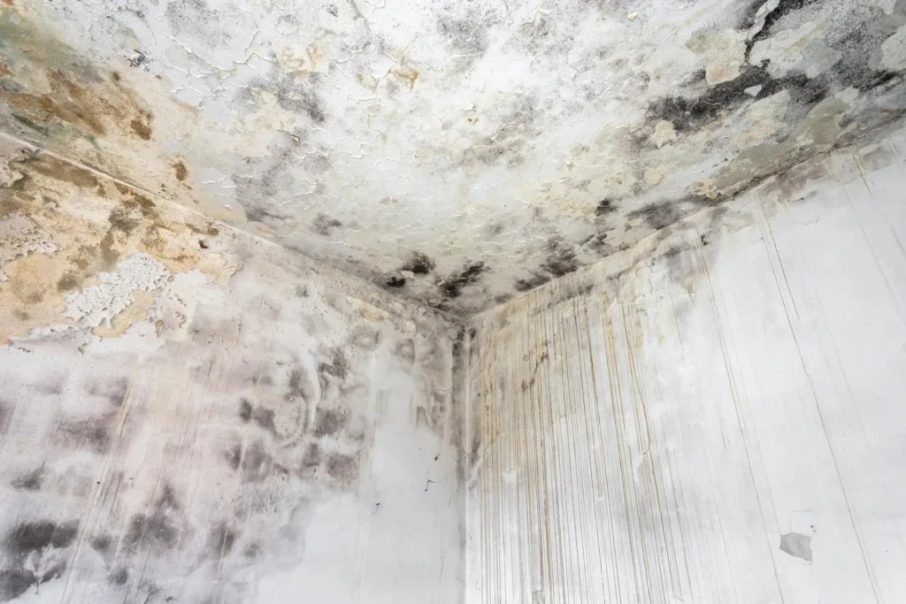 monud-removal-services-image-04